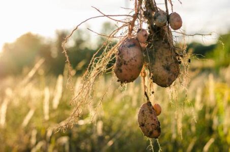 Planting Tips for a Better Potato Harvest Image